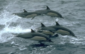 Dophins
