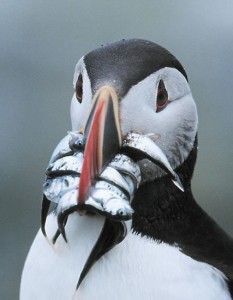 Puffin